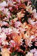 Lewisia cotyledon